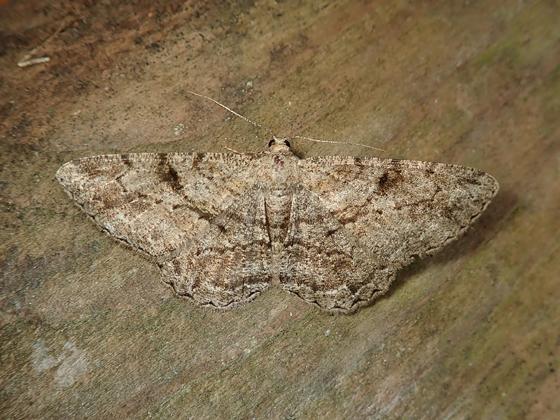 Geometridae da identificare 2